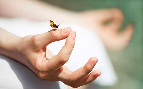 Butterfly sitting on the thumb of a meditating person
